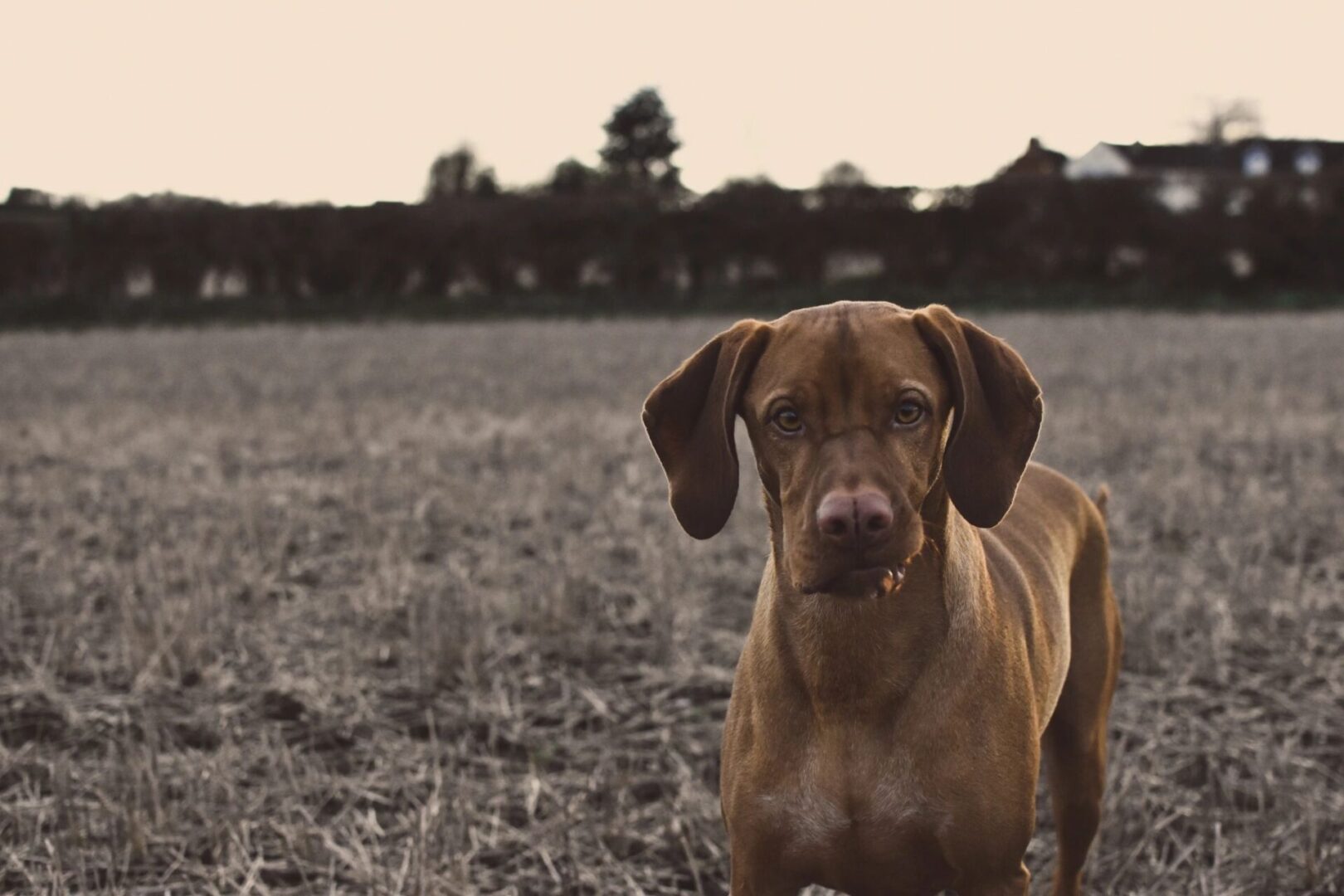 A dog standing in the middle of an open field.